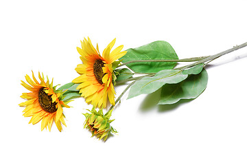 Image showing sunflowers on a white background