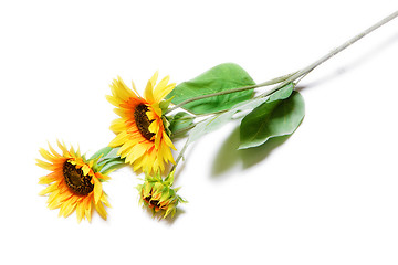 Image showing sunflowers on a white background