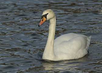 Image showing Muted Swan