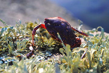 Image showing Crab shell