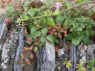 Image showing Ripening Blackberries