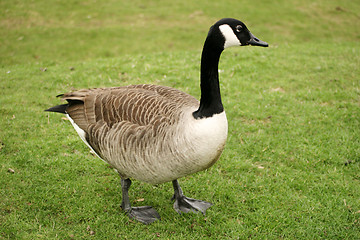 Image showing Canada Goose