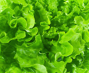 Image showing lettuce background