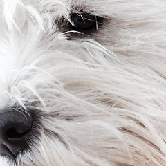 Image showing West highland terrier