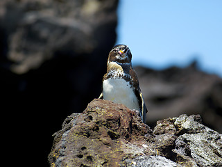 Image showing Galapagos Penguin