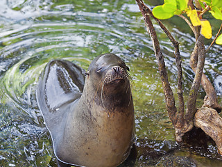 Image showing Sea lion portrait