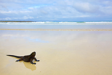 Image showing Galapagos marine Iguana