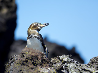 Image showing Galapagos Penguin