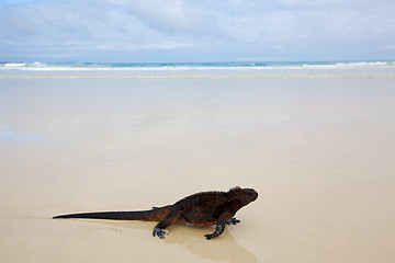 Image showing Galapagos marine Iguana