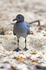 Image showing Swallow-tailed Gull