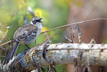 Image showing Galapagos finch