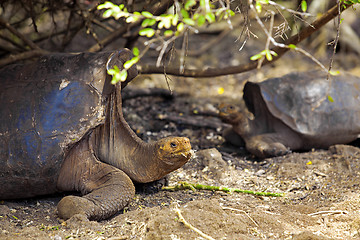 Image showing Galapagos tortoise