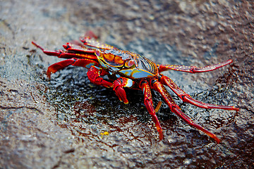 Image showing Sally lightfoot crab on Galapagos