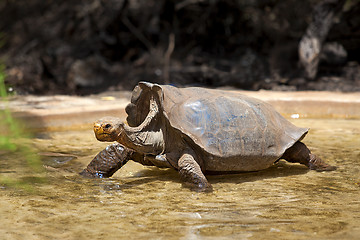 Image showing Galapagos tortoise