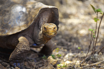 Image showing Galapagos tortoise