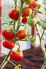 Image showing tomatoes in greenhouse
