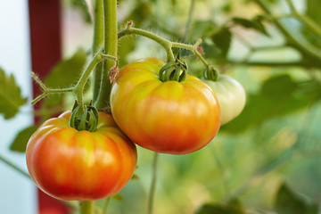 Image showing tomatoes in greenhouse