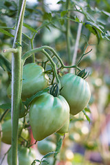 Image showing green tomatoes