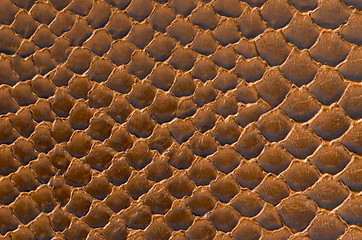 Image showing Brown snake skin background 