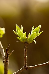 Image showing Buds