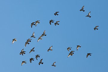 Image showing Birds