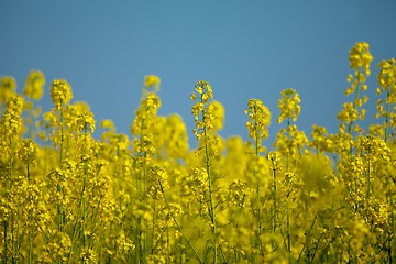 Image showing Rapeseed