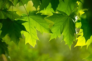 Image showing Leaves