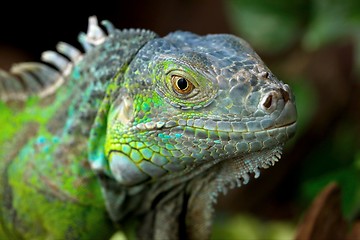 Image showing Iguana