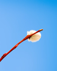 Image showing pussy willow