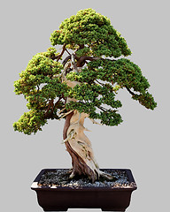 Image showing Japanese bonsai tree in pot isolated