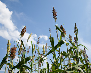 Image showing Sorghum plants grown for ethanol and fuel