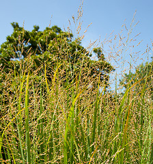 Image showing Switch grass on farm used as bio fuel