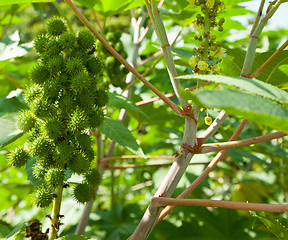 Image showing Castor bean plants used for bio fuel and ethanol