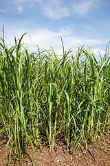 Image showing Sugar cane plants being grown on farm biofuel