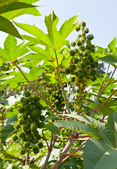 Image showing Castor bean plants used for bio fuel and ethanol