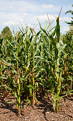 Image showing Corn or maize grown for ethanol production