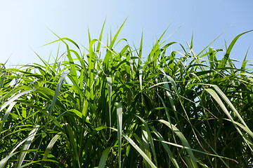 Image showing Miscanthus being grown on farm biofuel