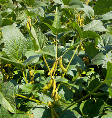 Image showing Soybean pods growing on farm for biodiesel