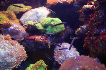 Image showing fish and sea life