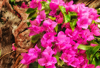 Image showing beautiful pink flowers in the garden