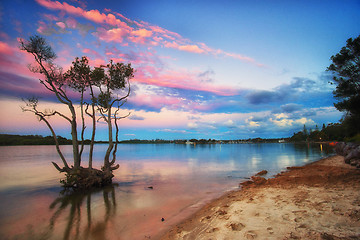 Image showing sunset over mangrove tree