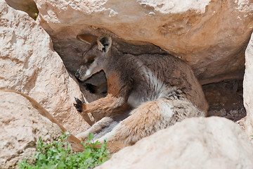 Image showing yellow footed rock wallaby