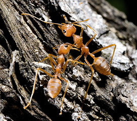 Image showing ant