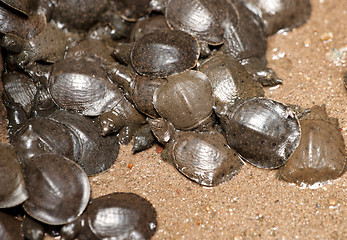 Image showing young tortoises