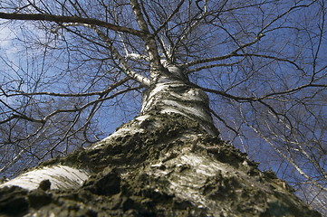 Image showing birch