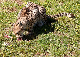 Image showing cheetah eating meat