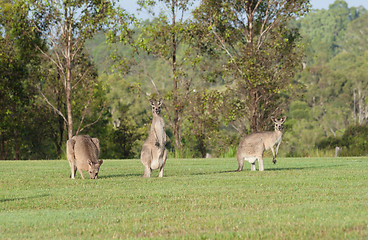 Image showing eastern grey kangaroos