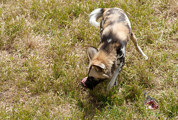 Image showing cape hunting dog eating meat