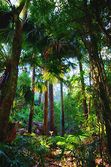 Image showing trees in the rainforest