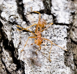 Image showing ant